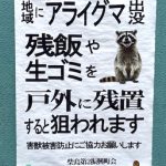アライグマ